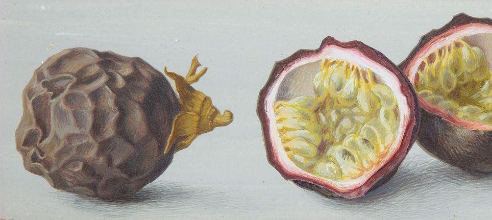 Hodgkin-Passion fruit, Hodgkin-Passion fruit